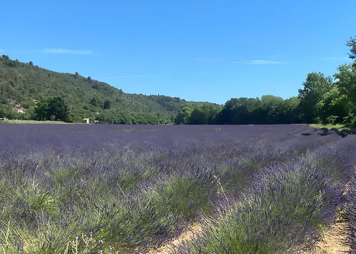 Lavandin 2 Allemagne-en-Provence